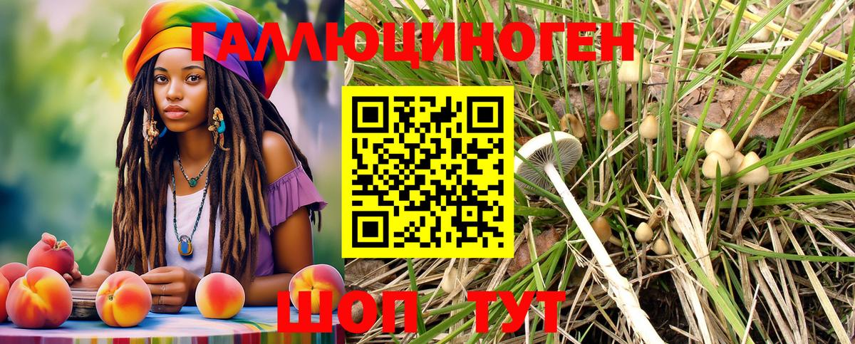 Псилоцибиновые грибы Psilocybe Курчалой